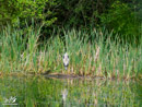 Grey Heron - Czapla Siwa